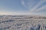 Metsä Board_Forest Winter